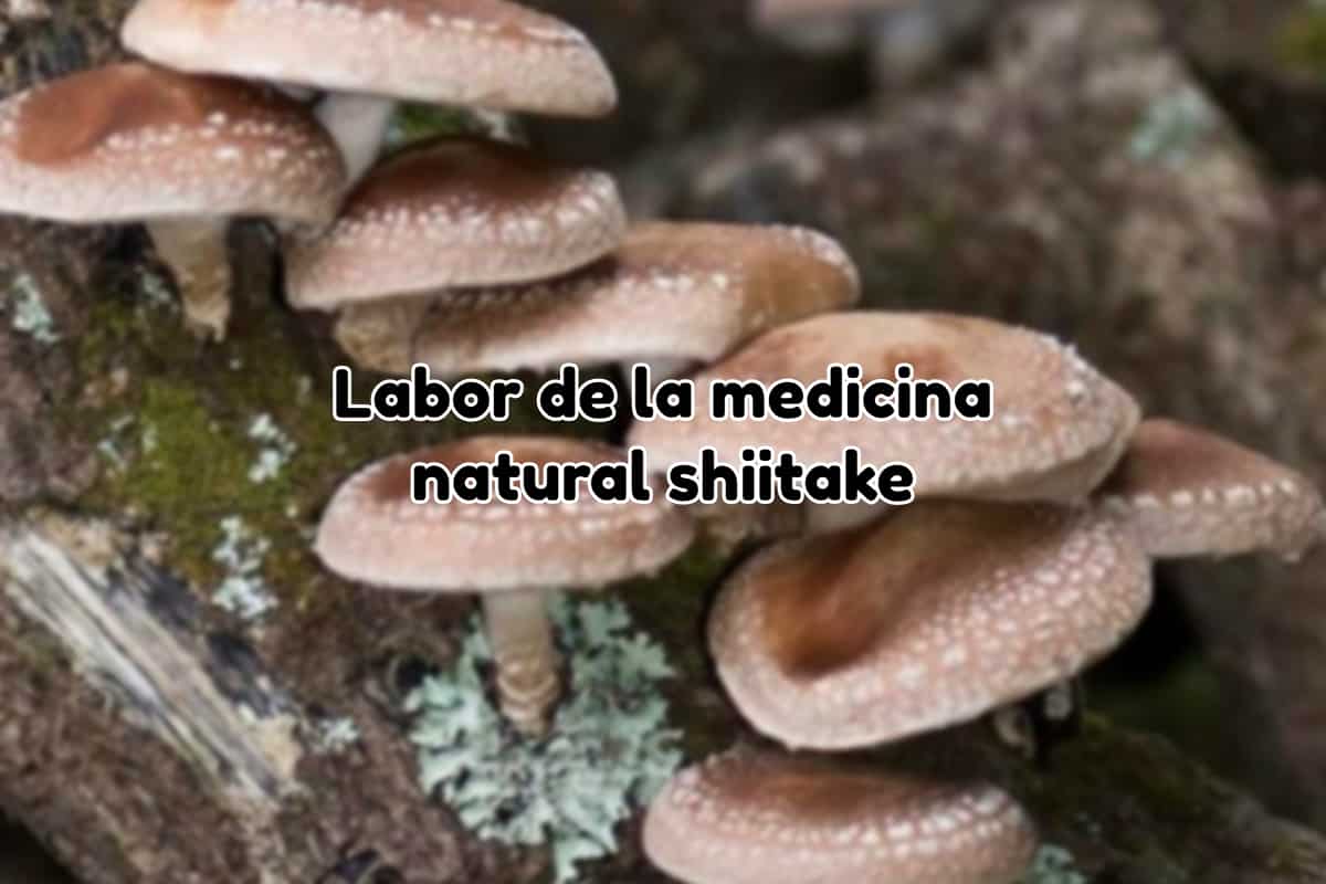 Medicina natural shiitake