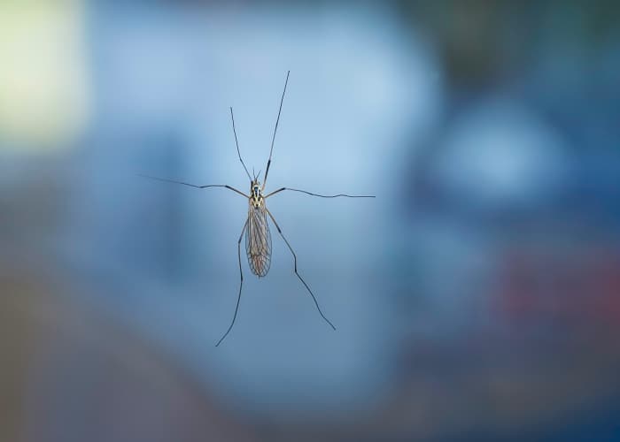 mosquito de patas largas apoyado en cristal