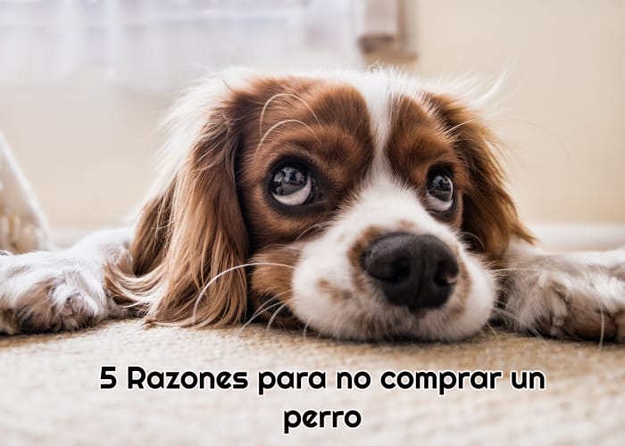 perro-con-la-cabeza-en-el-suelo-y-mirada-triste