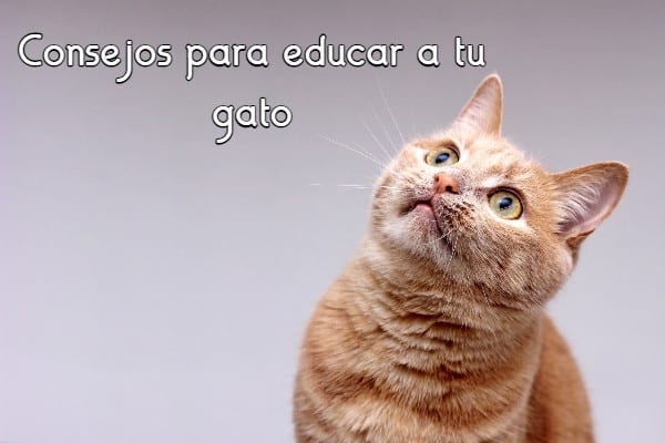 Consejos para educar a tu gato